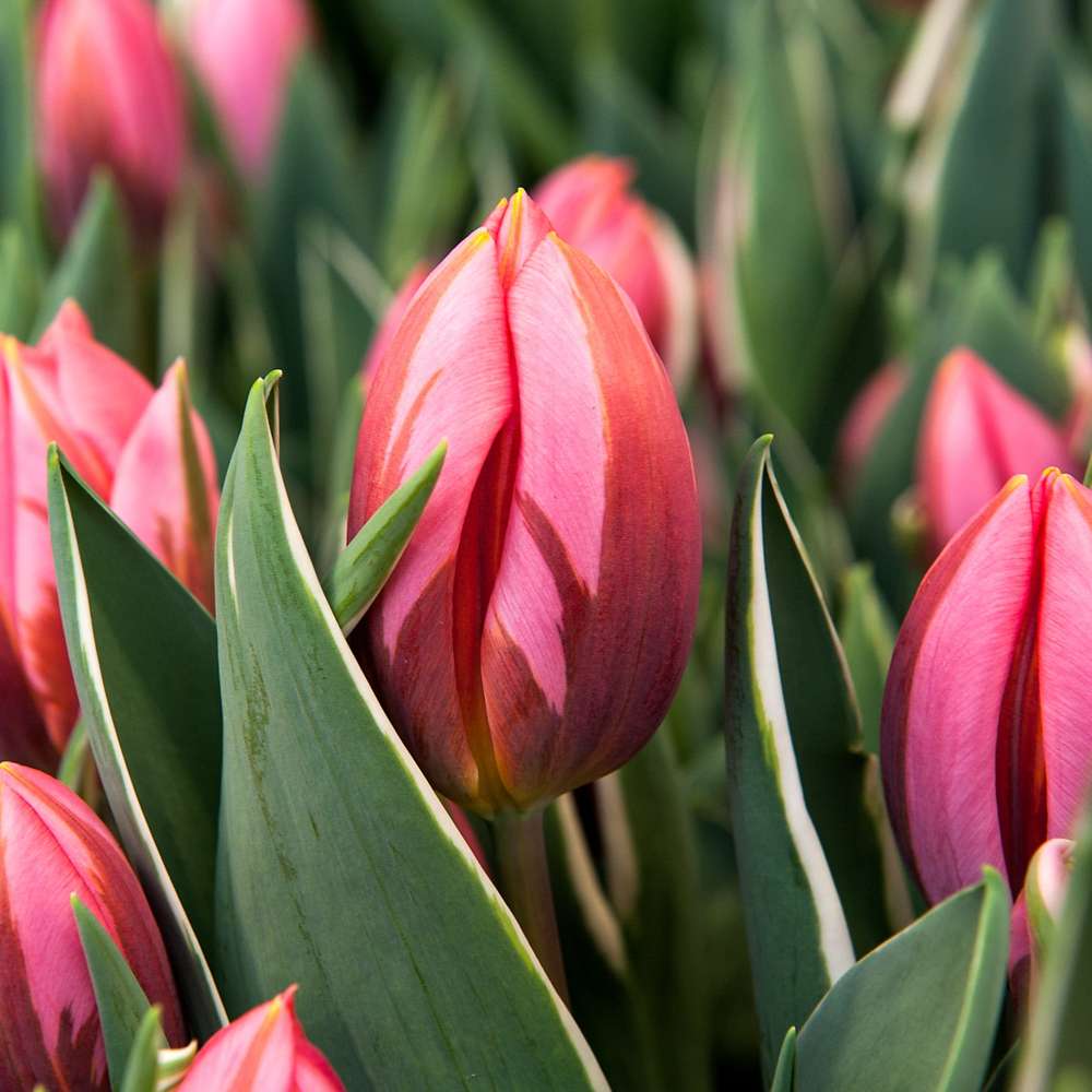 Tulipan 'Pretty Princess'
